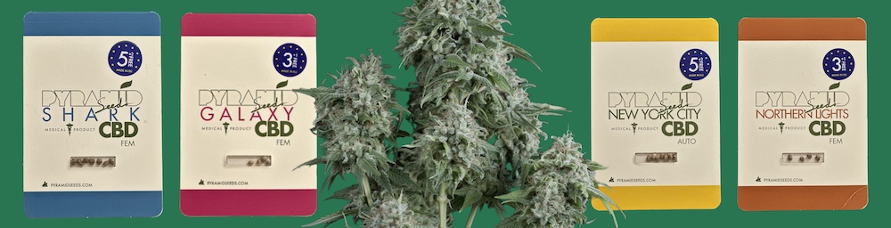 Top 10 de variedades CBD de Pyramid Seeds — mejores semillas con alto contenido de cannabidiol